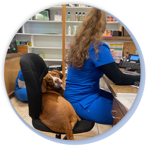 Careers Vet in Lake City Vet in Live Oak Caring Hands Animal Hospital