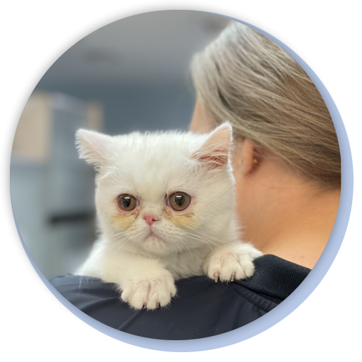 Veterinarian in Lake City Veterinarian in Live Oak Vet Near Me