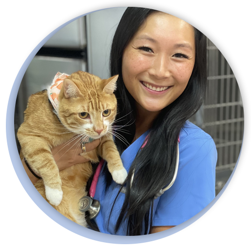 Veterinarian in Lake City Veterinarian in Live Oak Vet Near Me