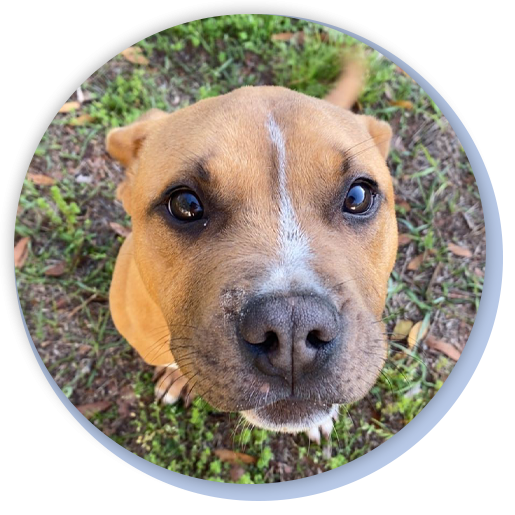 Veterinarian in Lake City Veterinarian in Live Oak Vet Near Me