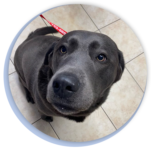 Veterinarian in Lake City Veterinarian in Live Oak Vet Near Me