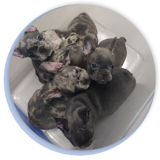 Veterinarian in Lake City Veterinarian in Live Oak Vet Near Me