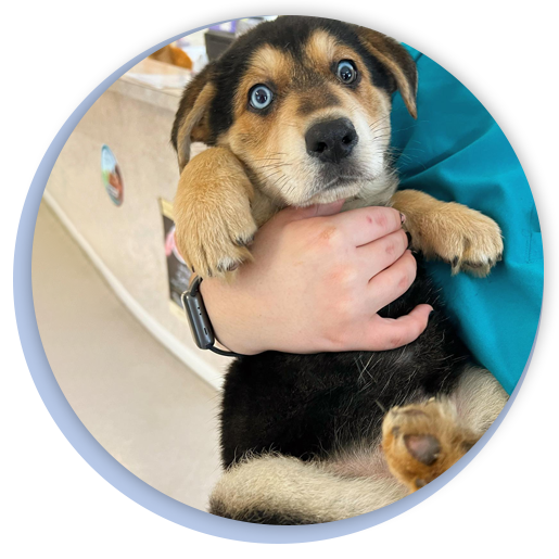 Puppy & Kitten Care Vet in Lake City Vet in Live Oak Caring Hands