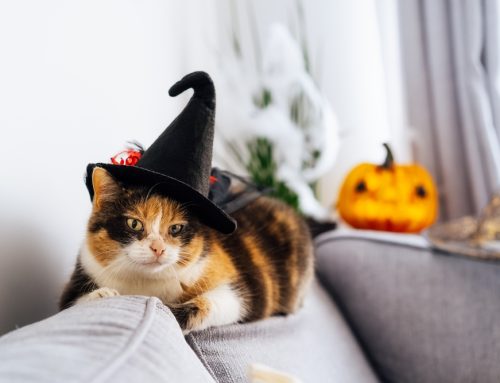No Tricks, Just Treats: Tips for a Pet-Safe Halloween