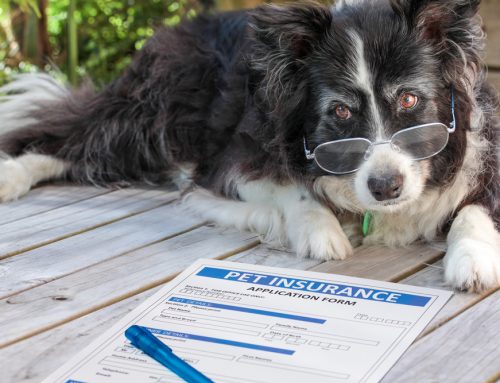 Is Pet Insurance Right for You?