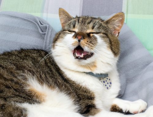 Achoo FAQs: Feline Upper Respiratory Infections