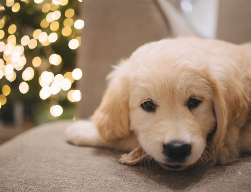 New Year’s Eve Pet Safety: Keeping Your Furry Friends Safe and Happy