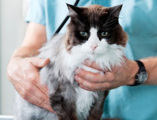 Supporting Your Aging Cat: Early Signs of Pain and Illness