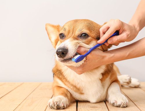 Do I Really Need to Brush My Pet’s Teeth?