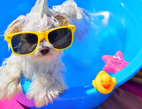 August Pet Tips & Fun Facts: Beat the Heat, Back-to-School Blues, and More!