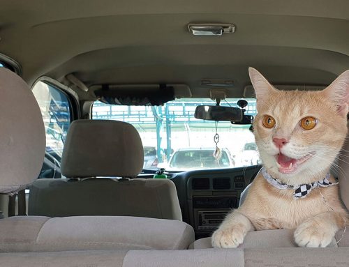 Protecting Your Pets as Summer Winds Down in Florida