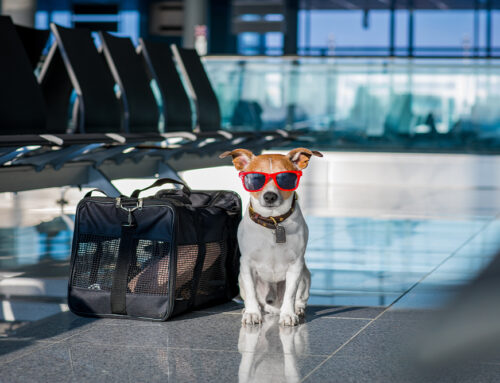 Keeping Your Pet Happy and Healthy This Holiday Season — Even While Traveling