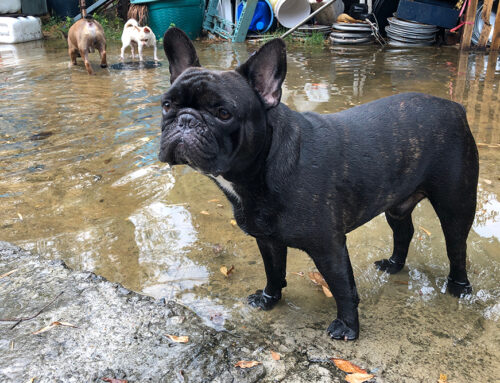 Leptospirosis in Dogs: Why Fall Is the Time to Vaccinate in Florida