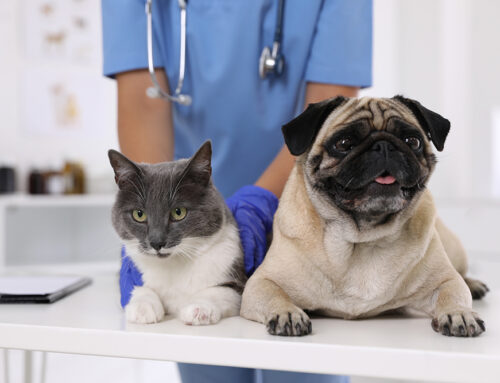 Starting the New Year Strong: Why Preventative Care Matters for Your Pet