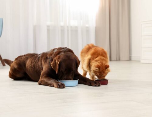 The Hidden Dangers of Feeding Raw Pet Food