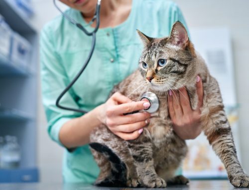 A Note to Our Clients: Why Do Veterinarians Recommend “So Much”?