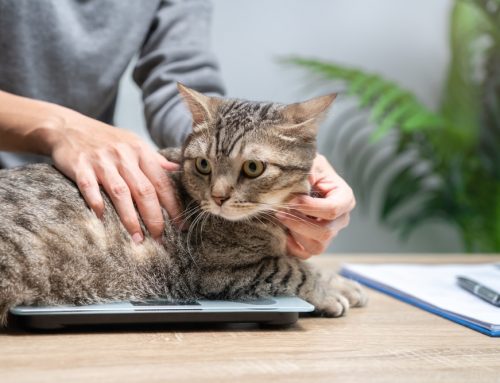 Is Your Pet at a Healthy Weight? Understanding Nutrition, Body Condition, and Long-Term Health