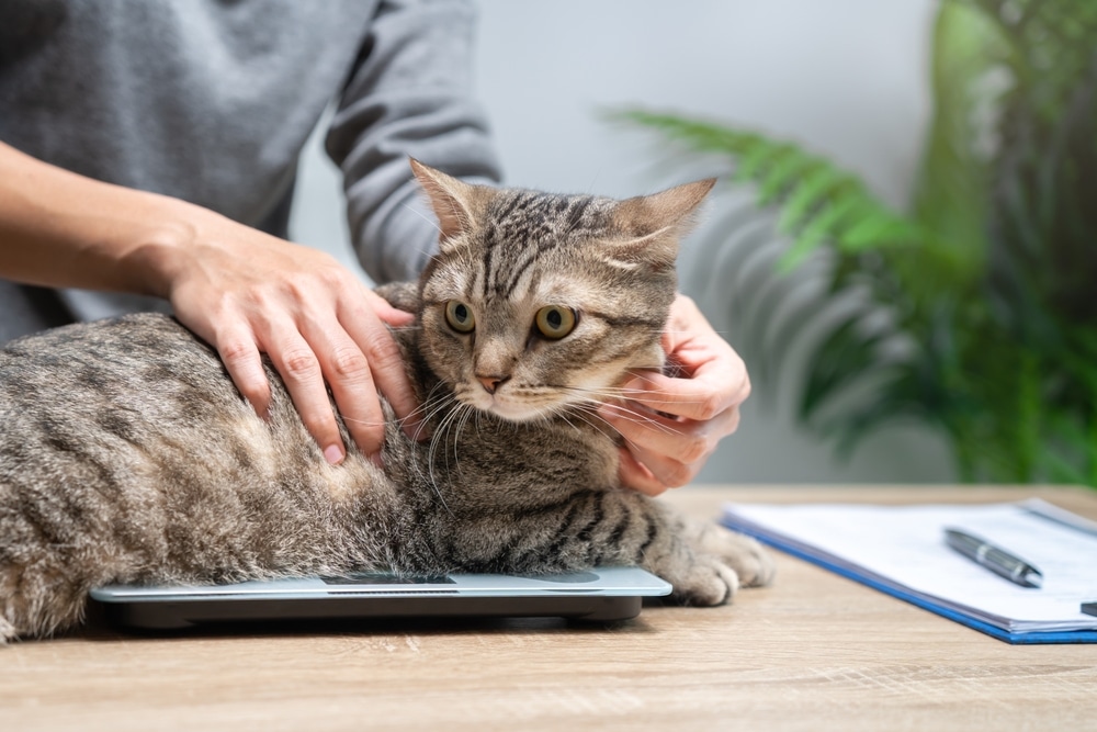 Tabby cat being weighed during a routine veterinary wellness examination.